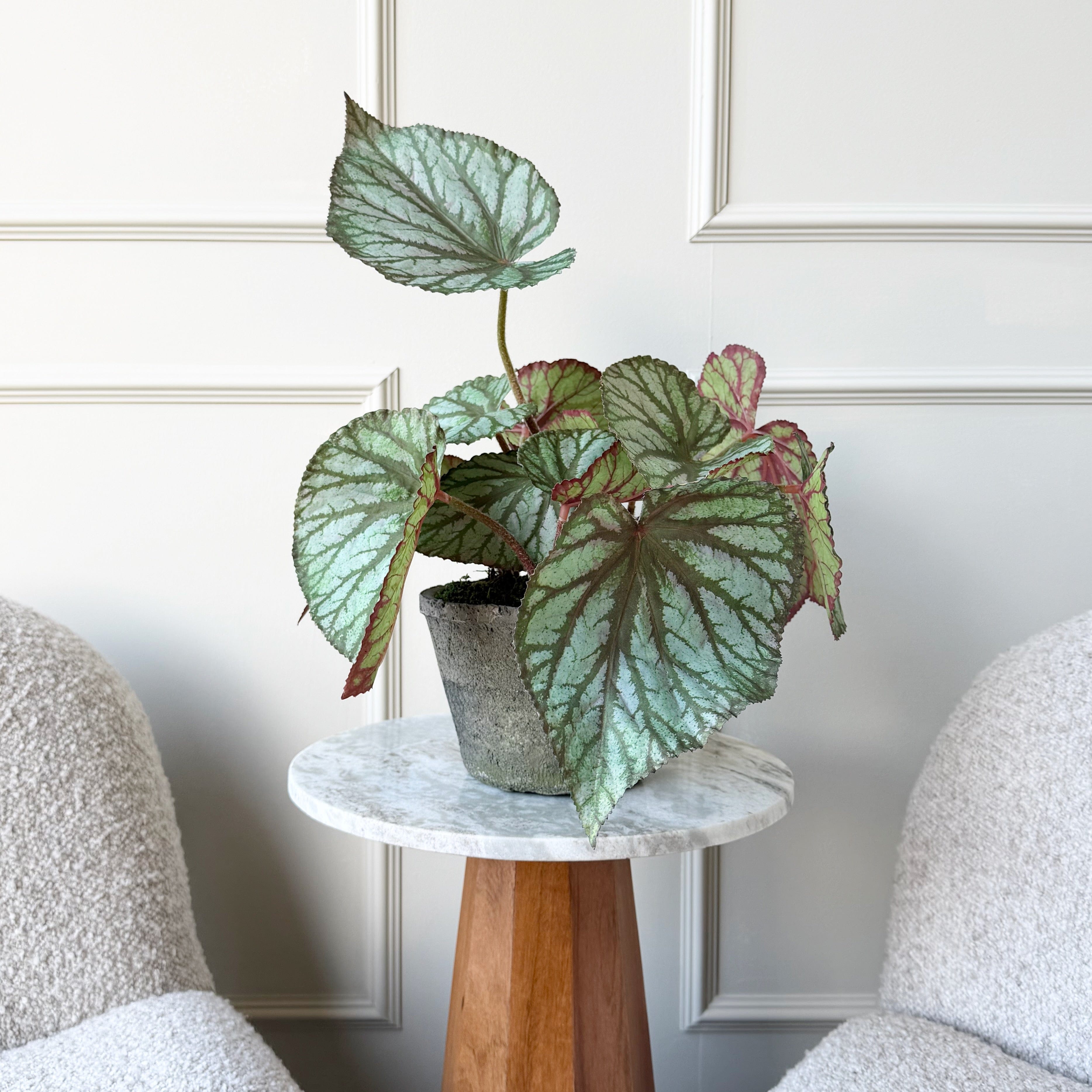 Realistic Artificial Begonia Rex In Ceramic Pot AHCH-0976 by The Faux Flower Company