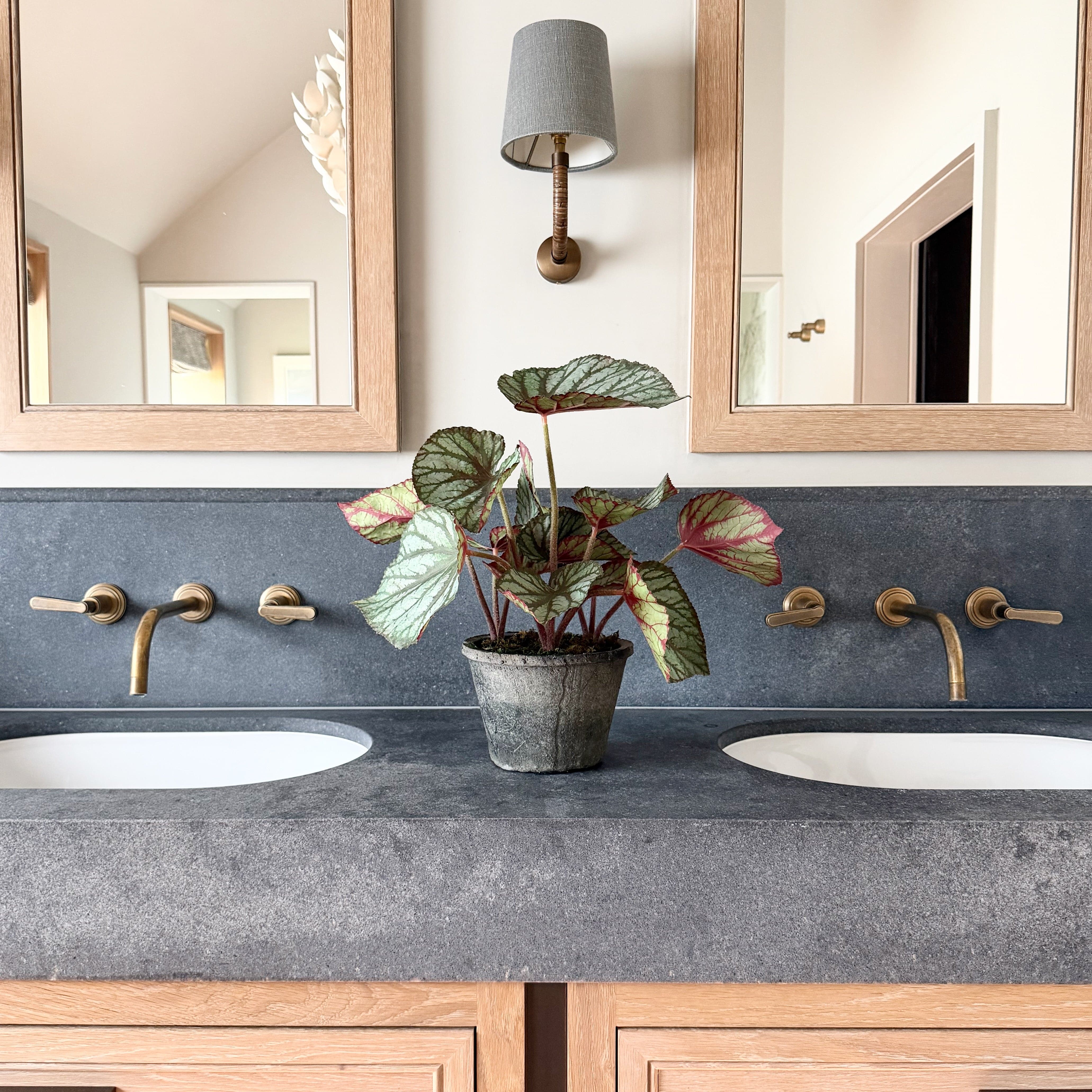 Realistic Artificial Begonia Rex In Ceramic Pot AHCH-0976 by The Faux Flower Company