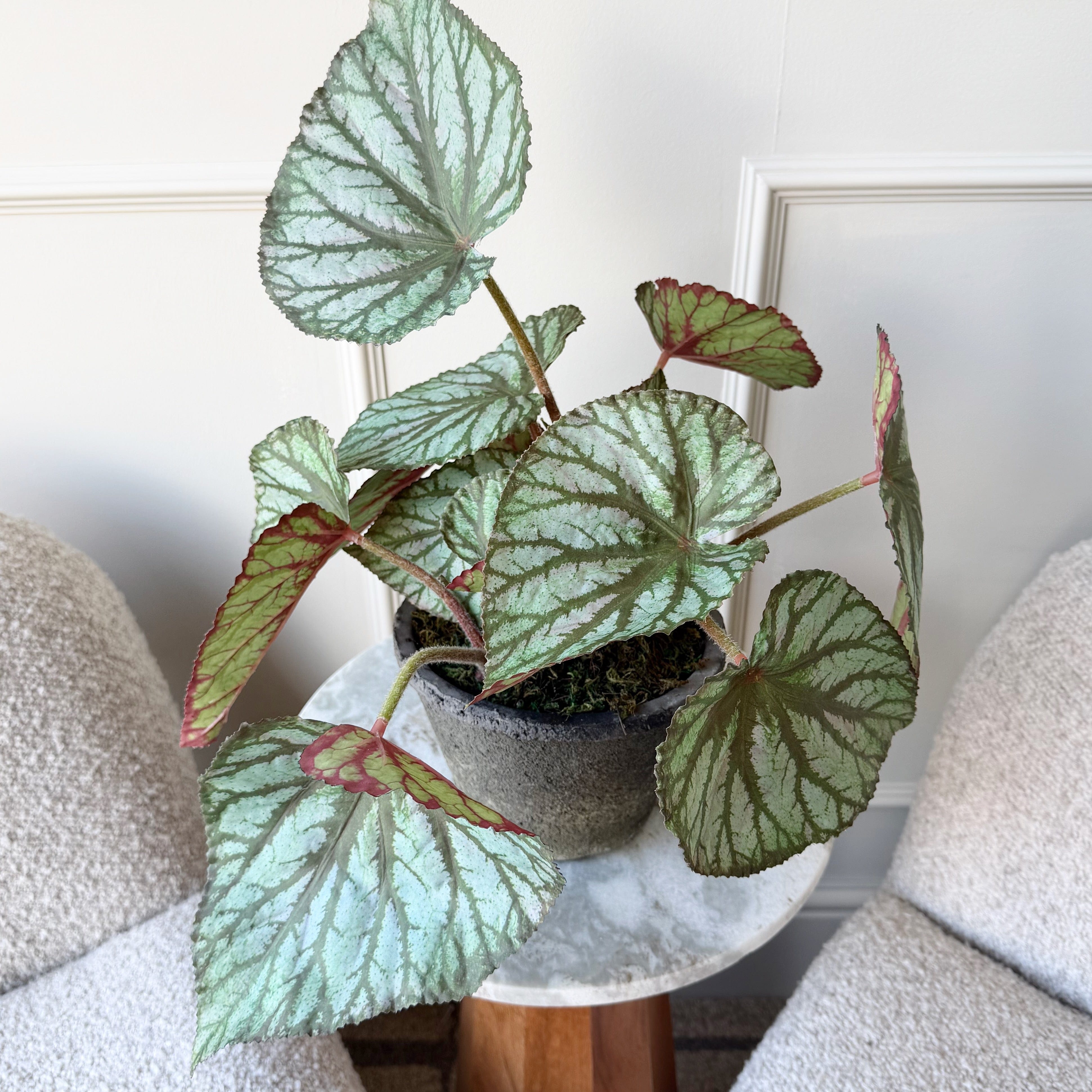 Realistic Artificial Begonia Rex In Ceramic Pot AHCH-0976 by The Faux Flower Company