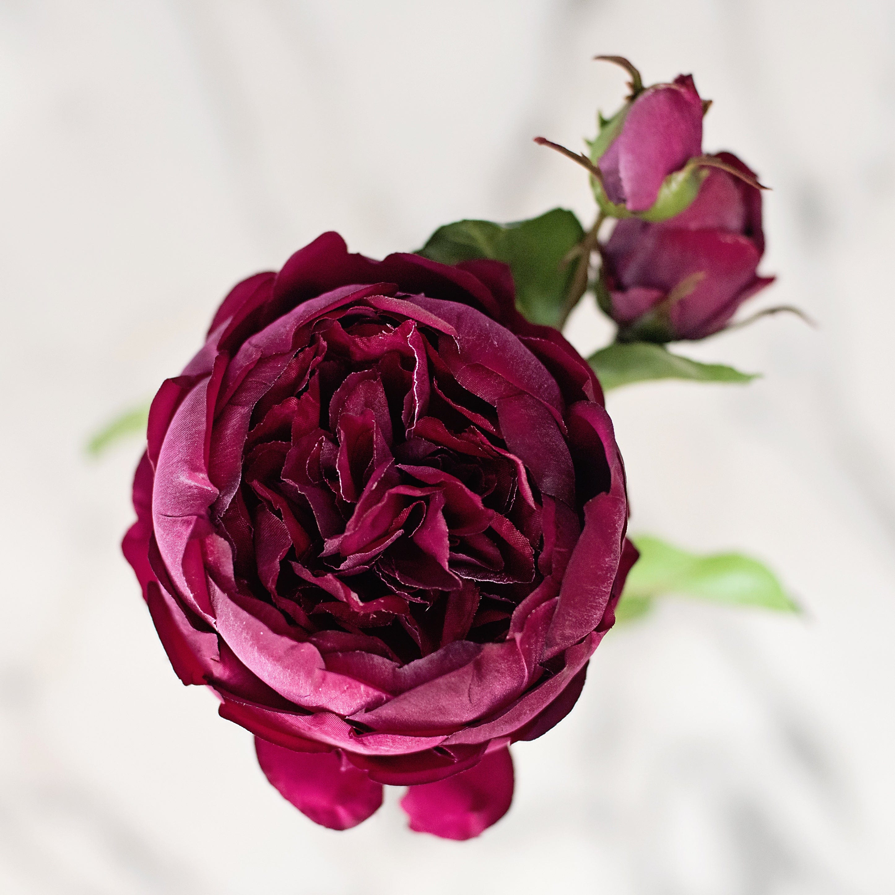 Realistic Artificial Burgundy English Rose ABY5013BD by The Faux Flower Company