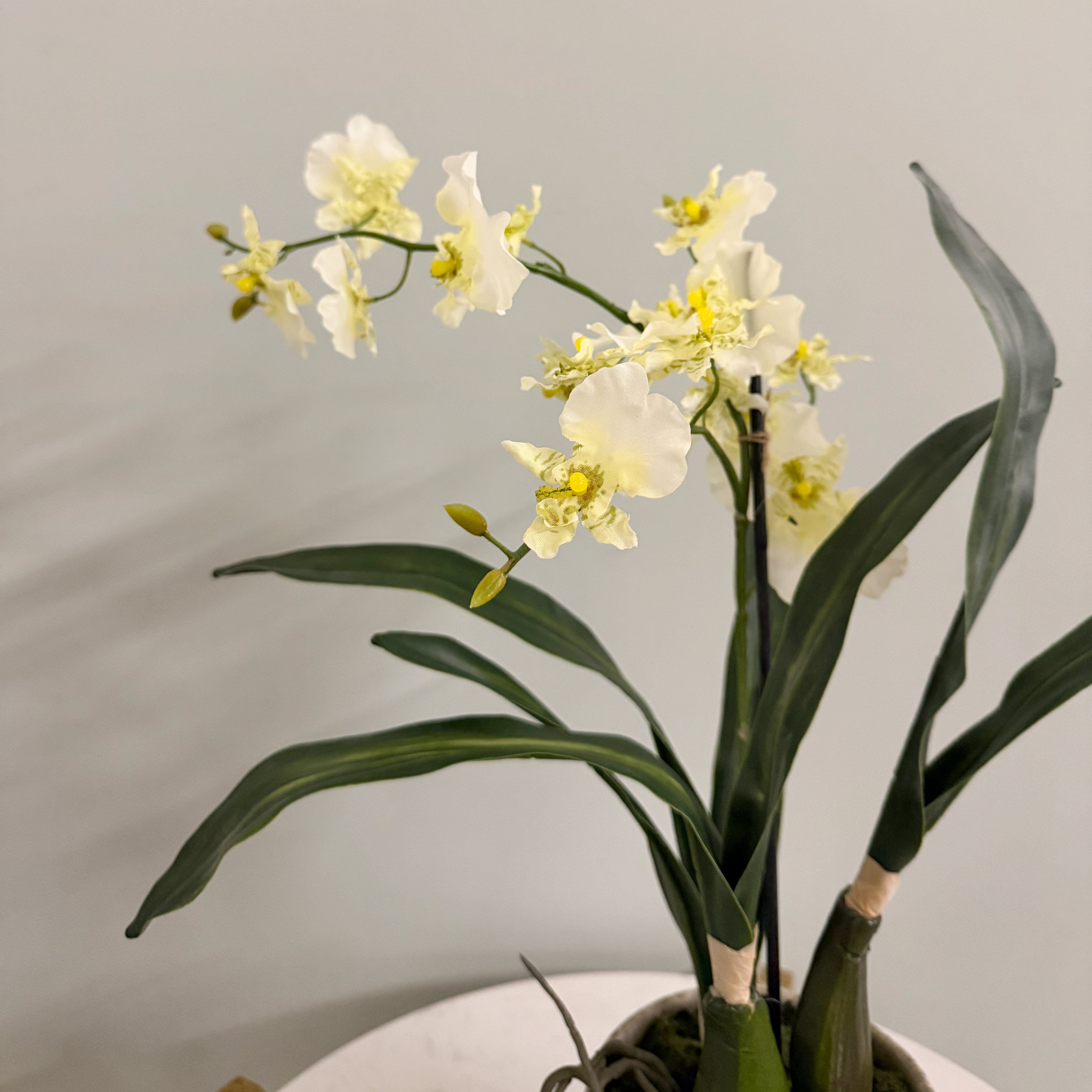 Realistic Artificial Dancing Orchid in Khaki Ceramic Pot AHCH-2851 by The Faux Flower Company