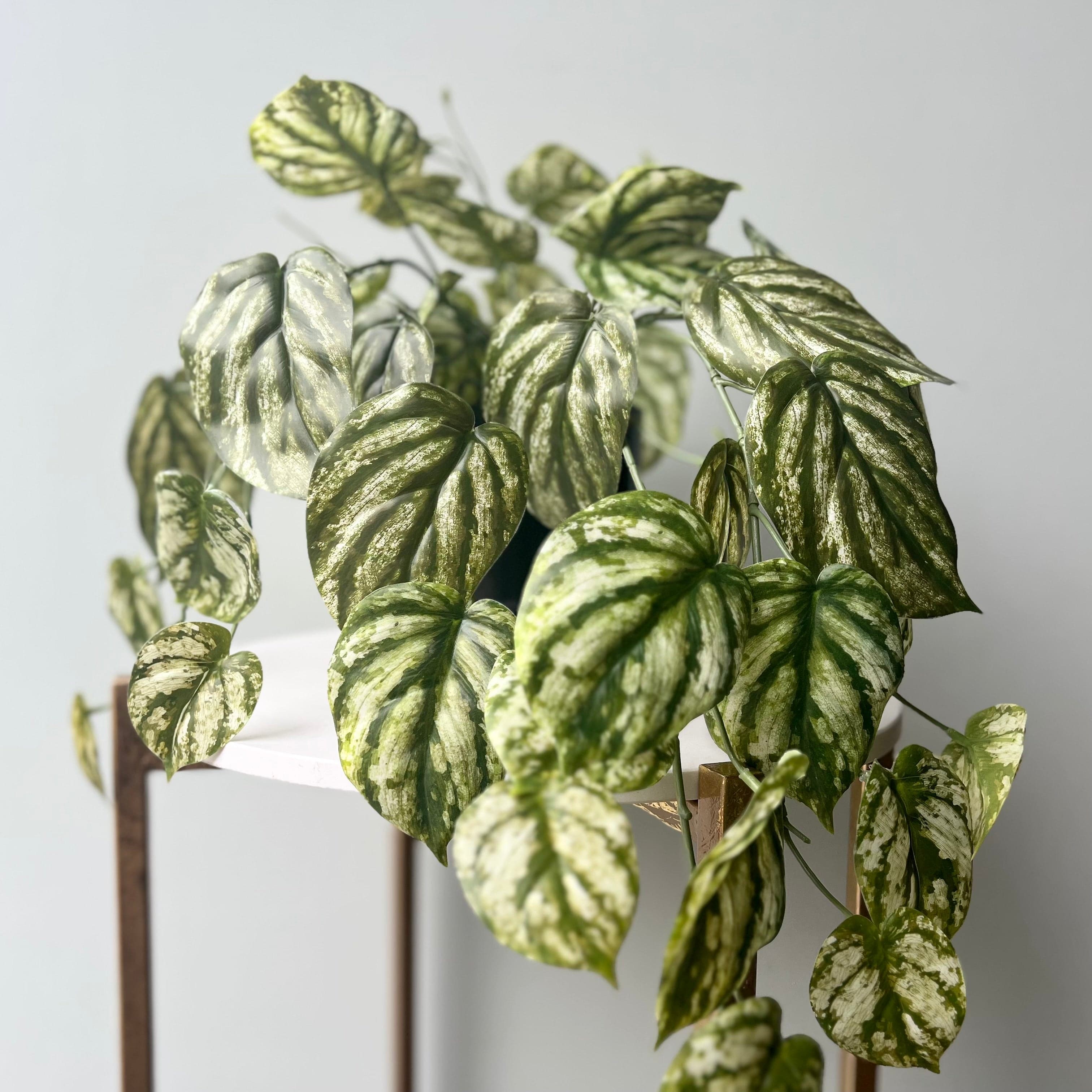 Realistic Artificial Green and White Hanging Peperomia Plant in Black Pot AHCH-2703 by The Faux Flower Company