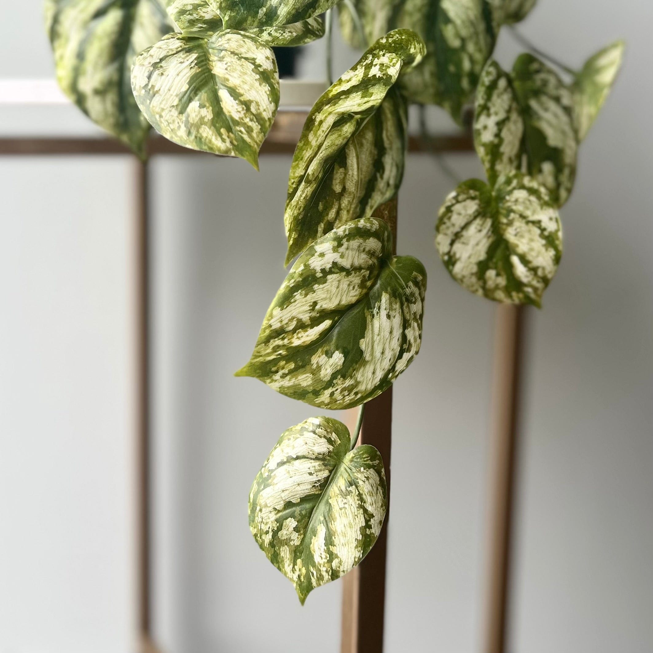 Realistic Artificial Green and White Hanging Peperomia Plant in Black Pot AHCH-2703 by The Faux Flower Company