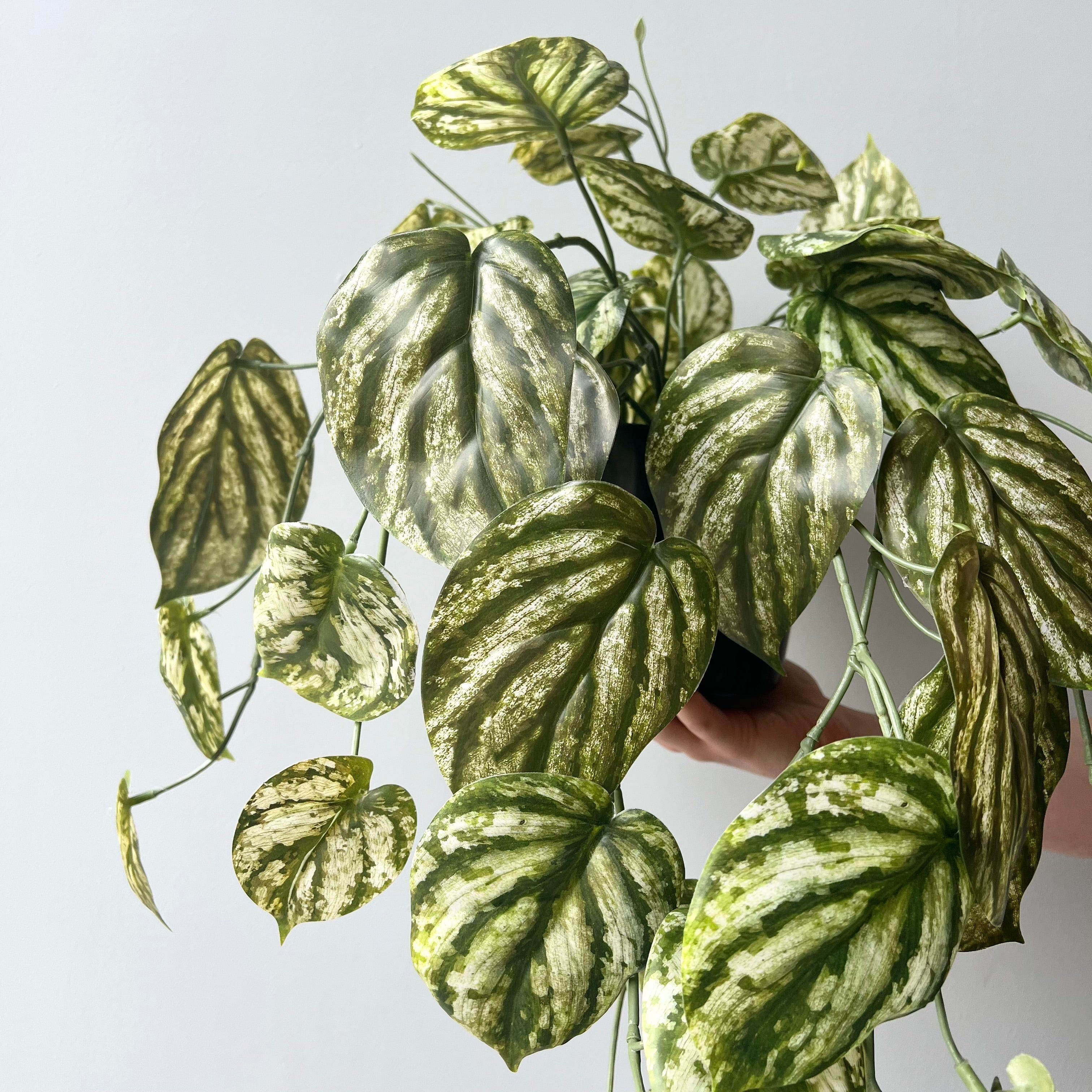 Realistic Artificial Green and White Hanging Peperomia Plant in Black Pot AHCH-2703 by The Faux Flower Company