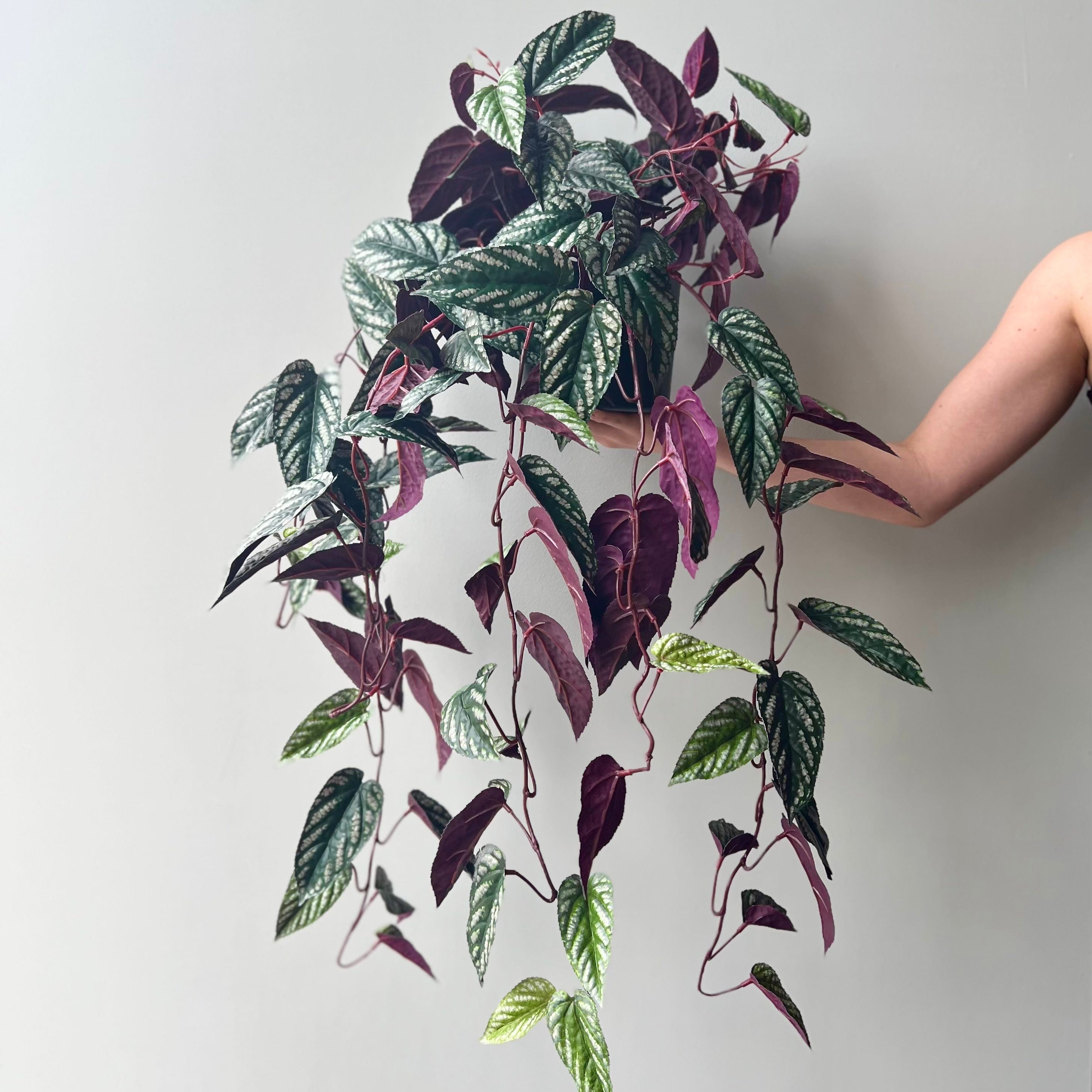 Realistic Artificial Large Burgundy Hanging Begonia Vine in Black Pot AHCH-2706 by The Faux Flower Company