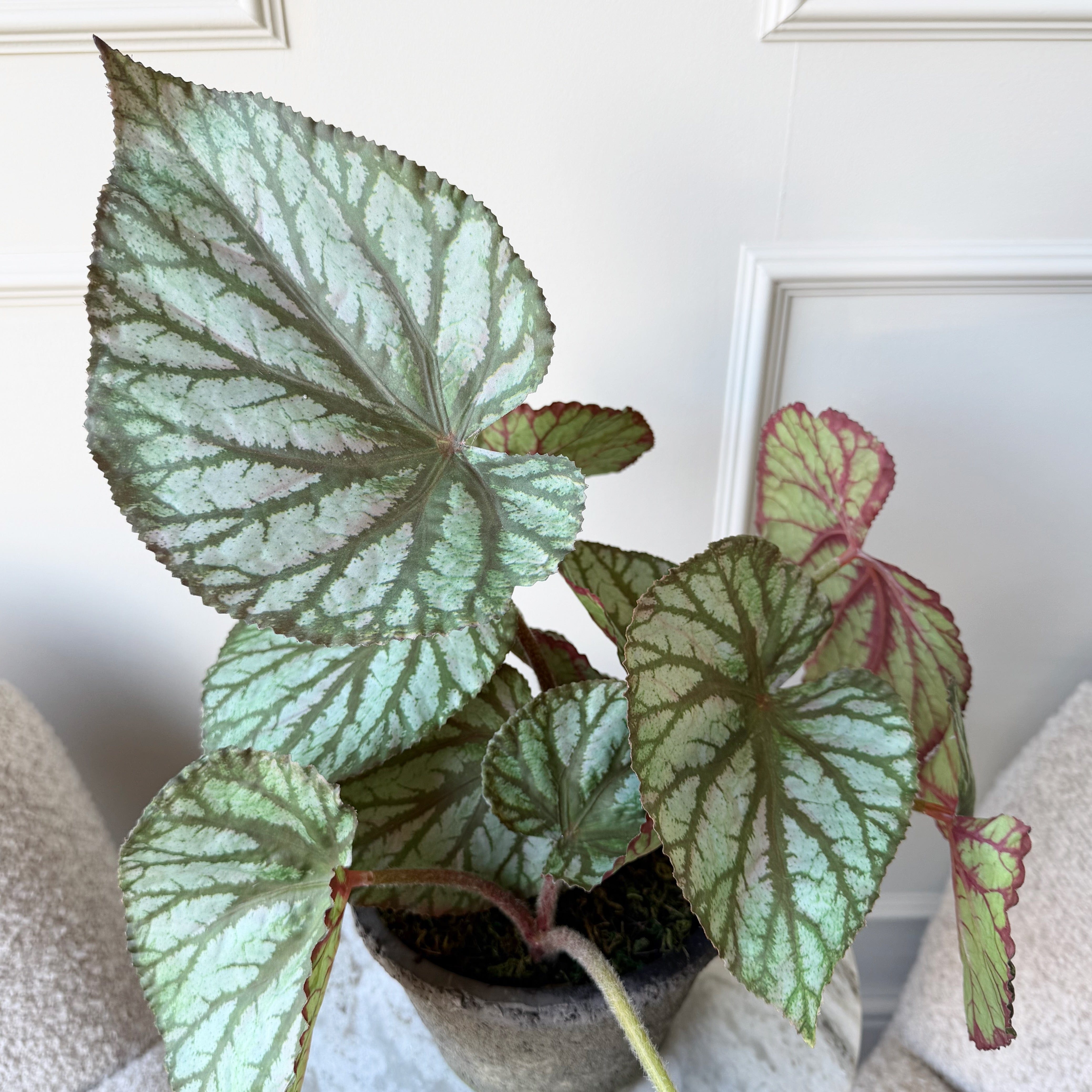 Realistic Artificial Begonia Rex In Ceramic Pot AHCH-0976 by The Faux Flower Company