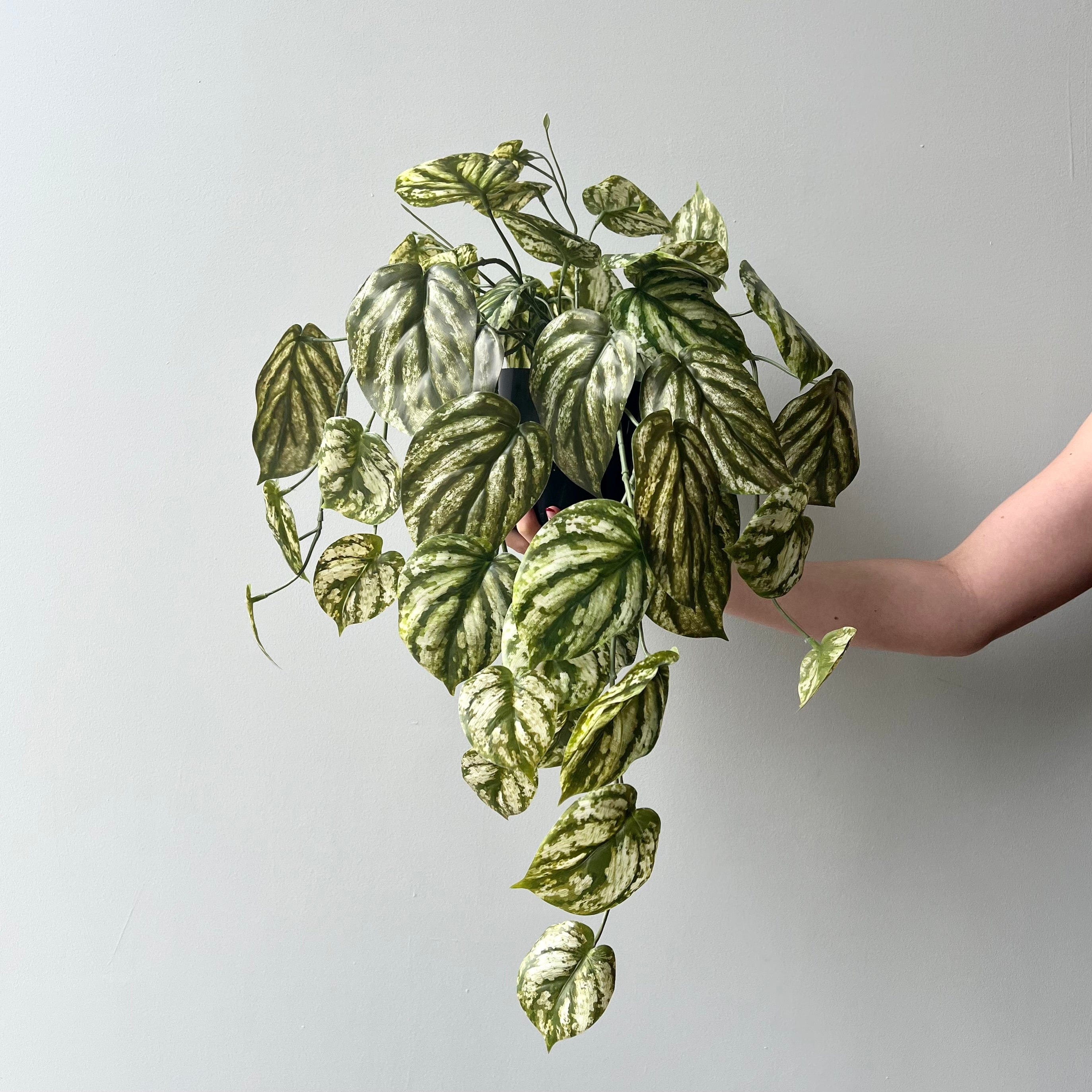 Realistic Artificial Green and White Hanging Peperomia Plant in Black Pot AHCH-2703 by The Faux Flower Company