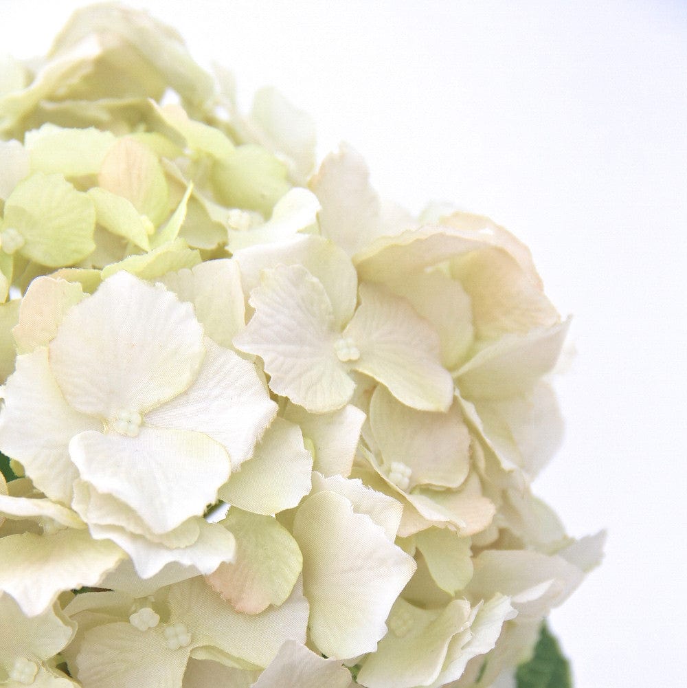Realistic Artificial Cream Hydrangea Lacecap ABX5002CR-54 by The Faux Flower Company