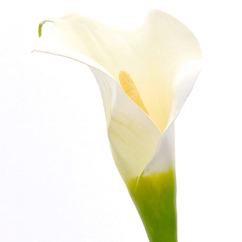 Realistic Artificial White Calla Lily ABY0068WH by The Faux Flower Company