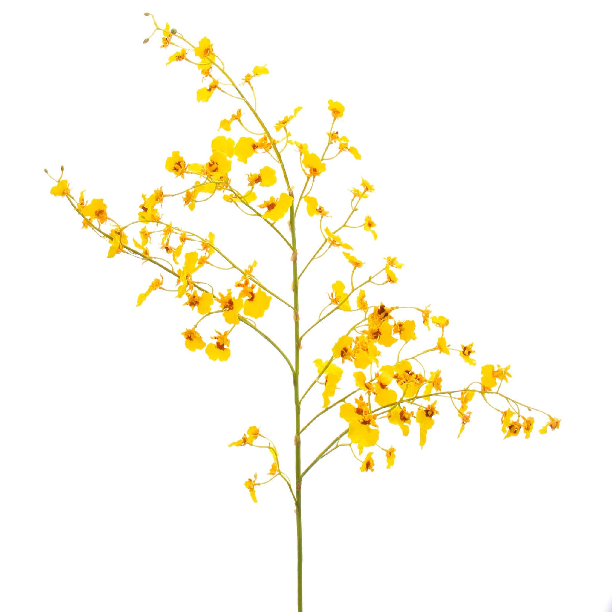 Realistic Artificial Yellow Oncidium Orchid ABY7044YL by The Faux Flower Company